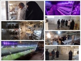 بازدید سرپرست بخشداری مرکزی پردیس از واحد پرورش قارچ و میکروگرین در روستای کرشت